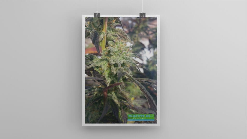 Cannabis Printing 2