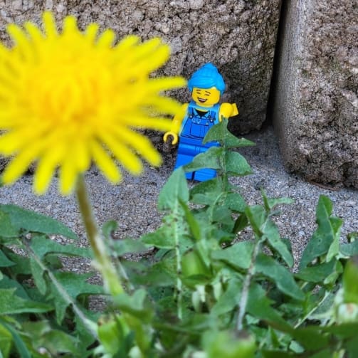 Lego Shay looking at a flower Lego Shay looking at a flower